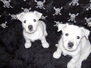 Local family offering reward for missing Westie pups 