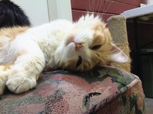 Someone to love: Demitri