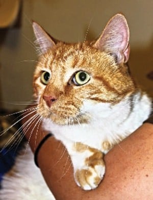 Someone to love: Sparky