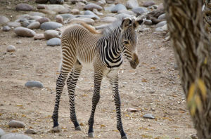 Baby zebra