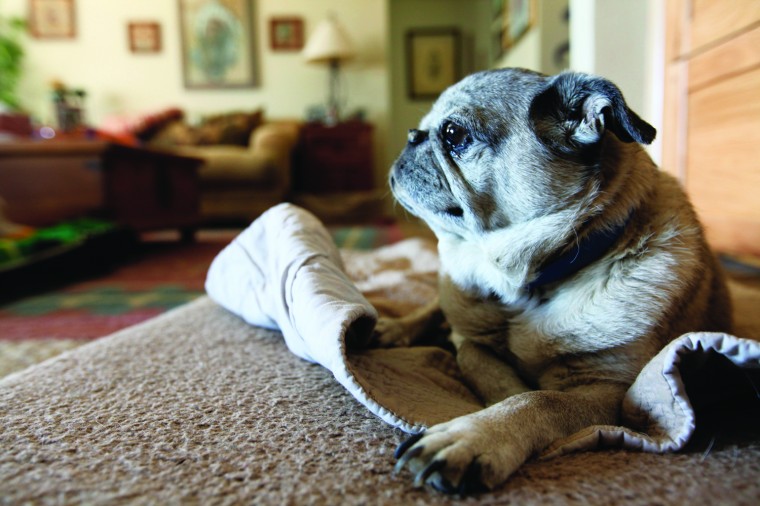 afn.052610.com.petrescue7.jpg