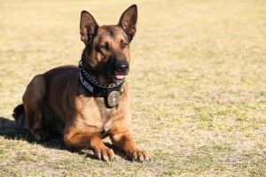 Y and K-9 fun day at park 