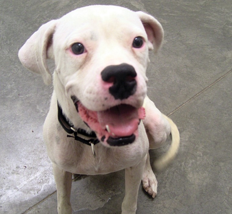 Someone to love: Pluto