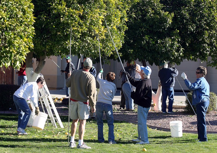 Volunteers pick citrus