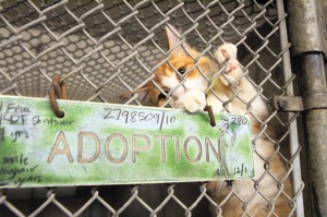 Animal euthanasia: Easy solution, difficult problem 
