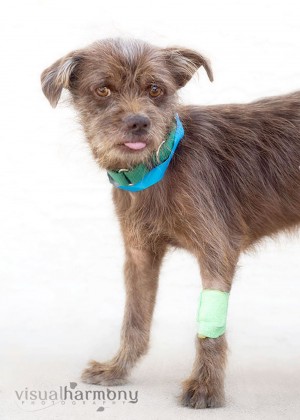 Someone to love: Amadeus
