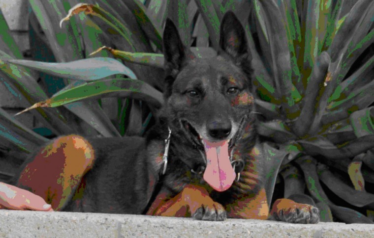 Missing K9