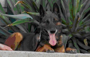 Missing K9