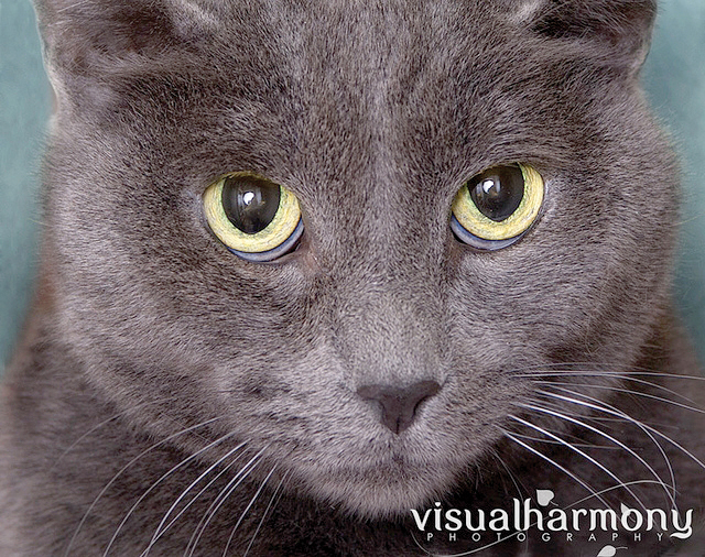 Someone to love: Colby