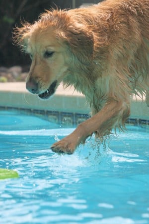Dock diving: The X-games for dogs 