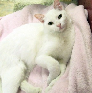 Someone to love: Frosty