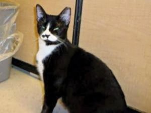 Someone to love: Tipper