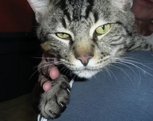 Pet of the Week (5/6) 