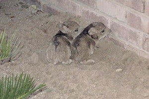 Javelinas