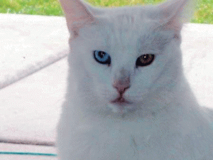 Pet of the Week (1/8) 