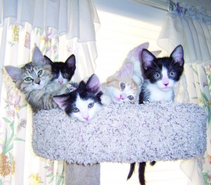 Someone to love: Kitten caboodle
