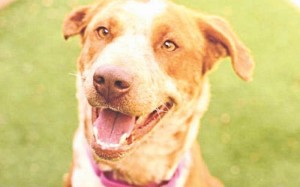 Someone to love: Adelaide