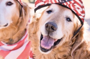 Pet-safe July 4