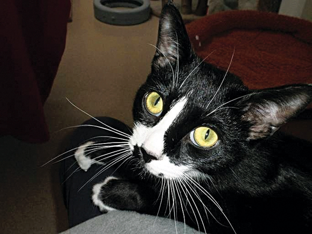 Pet of the Week (3/10) 