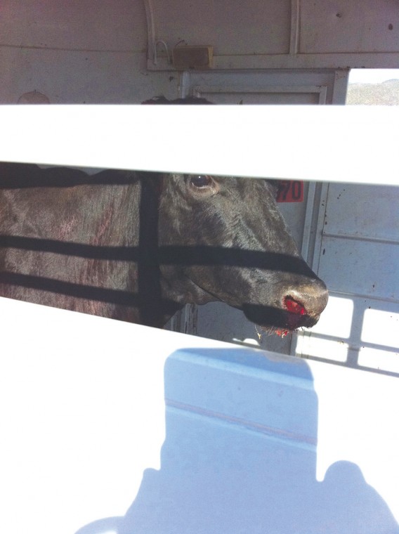 afn.082010.news.cowcaught.ac.JPG