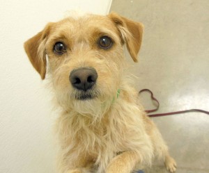 Someone to love: Bowie