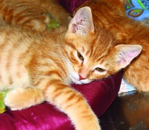 Someone to love\u003a Pumpkin