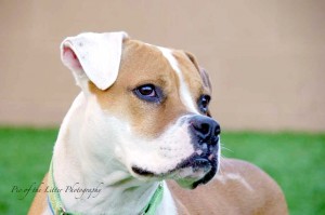 Someone to love: Ringo