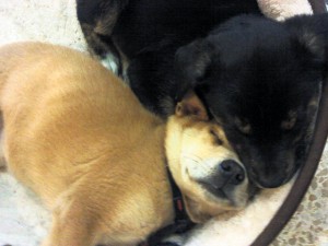 Pet of the Week (3/12) 