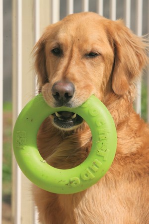 Dock diving: The X-games for dogs 