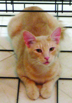 Someone to love: Tang