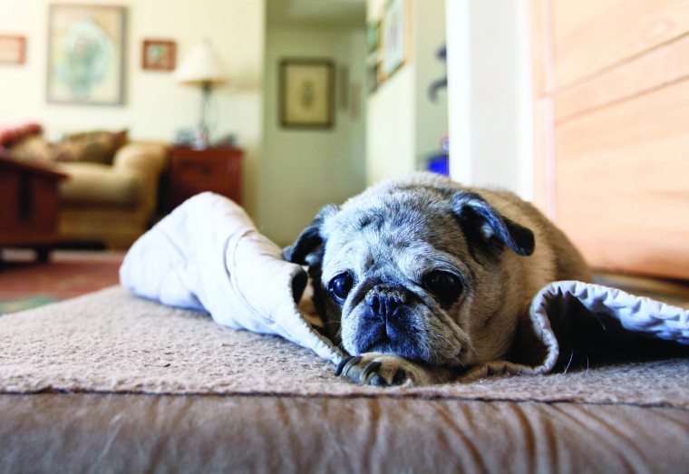 afn.052610.com.petrescue3.jpg