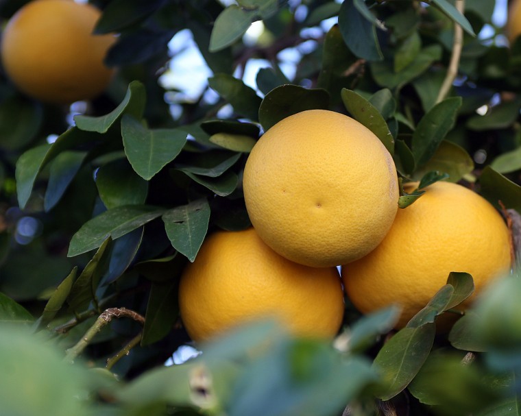 Volunteers pick citrus