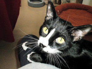 Pet of the Week: Nico