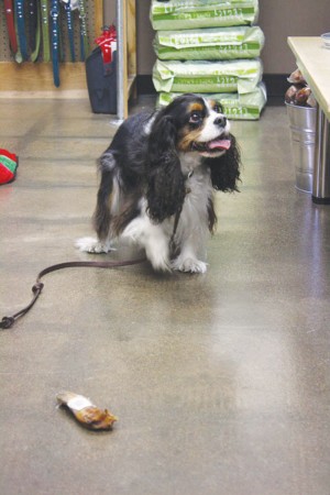 Pet Planet