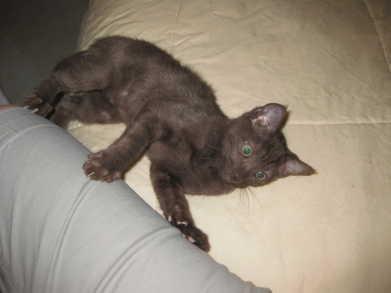 Someone to love: Bean