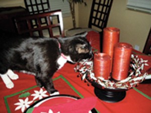 Holiday safety, travel tips for pets 