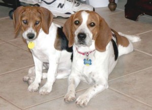 Someone to love: Daisy