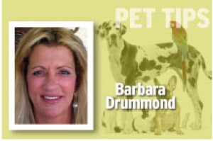 Pet Tips Barbara Drummond