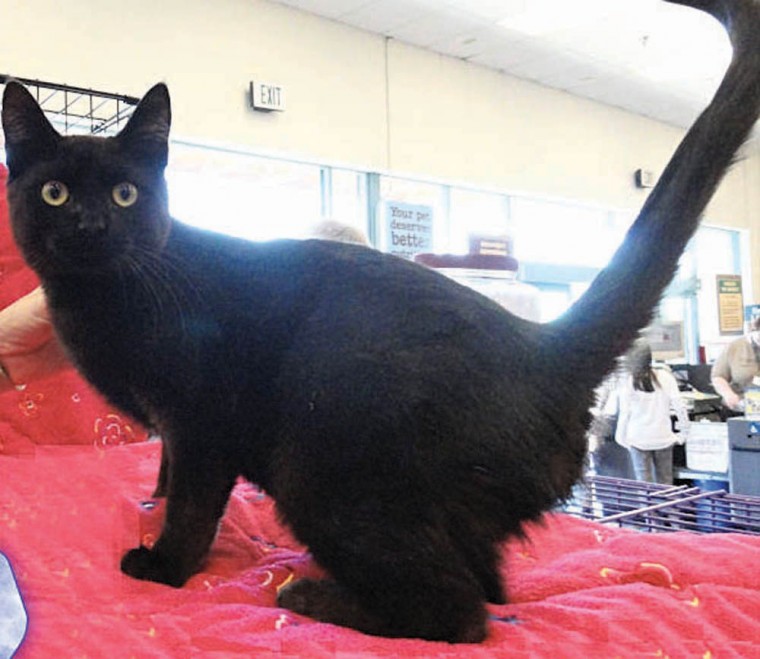 Pet of the Week: Tyson