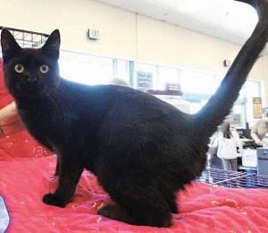 Pet of the Week: Tyson