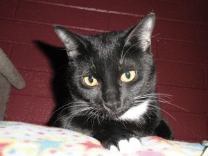 Pet of the Week: Avery