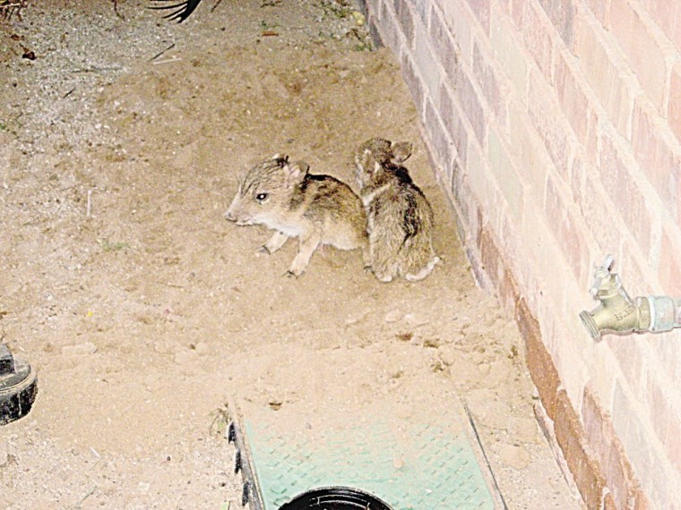 Javelina