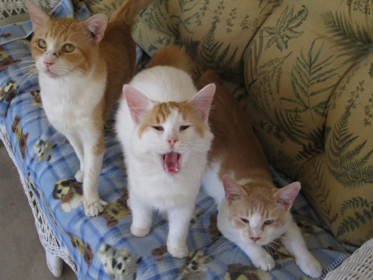 Plan for pets in case of untimely death