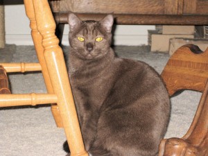 Someone to love: Bean