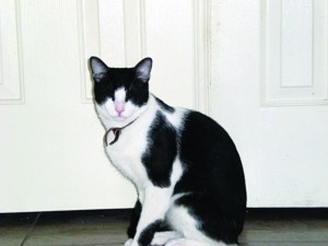 Pet of the Week: Hayden