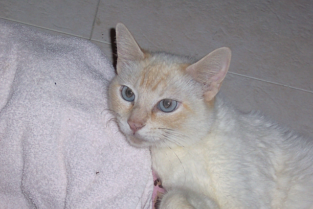 Pet of the Week (2/12) 