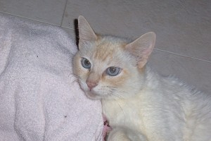 Pet of the Week (2/12) 