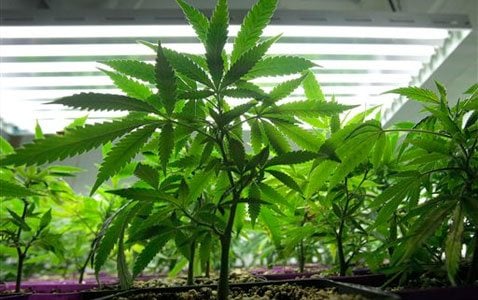 Medical marijuana