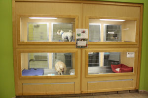 PetMatch