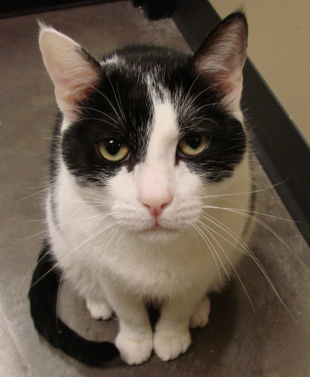 afn.053012.tukeetalk.cats.submitted.jpg